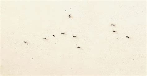 查詢坐牢 房間突然出現很多螞蟻
